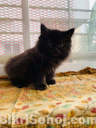 Traditional persian